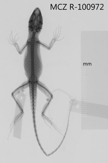Media type: image;   Herpetology R-100972 Aspect: dorsoventral x-ray